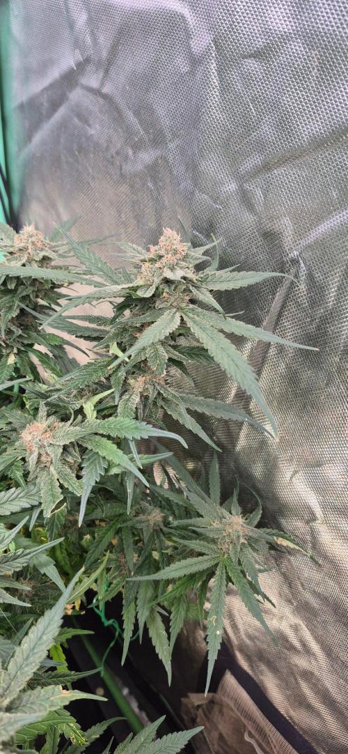 GG4 SHERBERT FF 420FASTBUDS flower.... Week 19