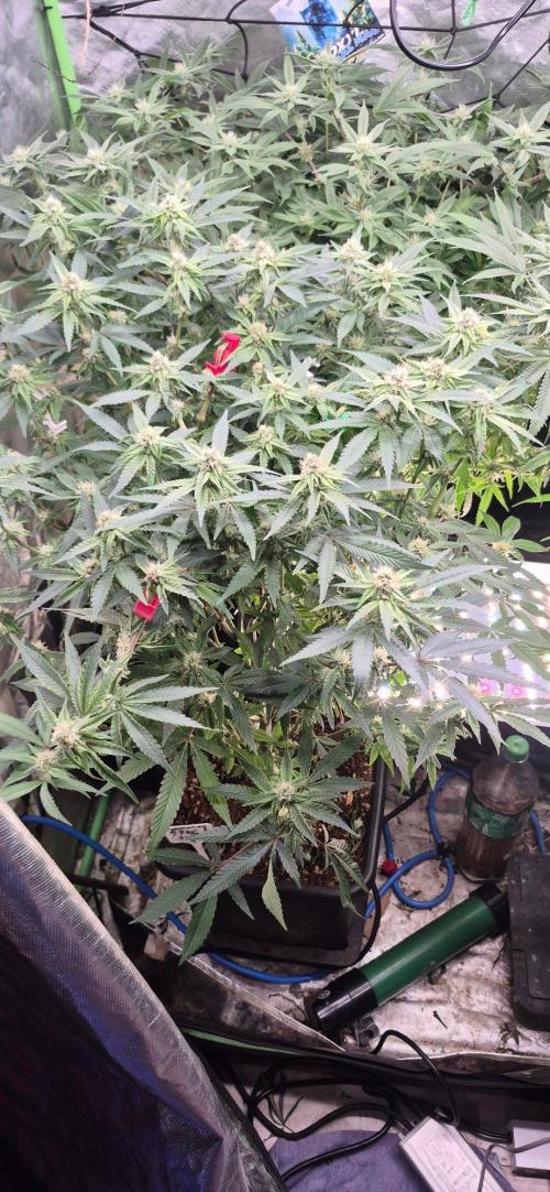 GG4 Sherbet FF. Week 19