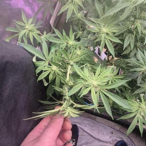 Flower tent 3x4 vivosun 4500wled. Week 4