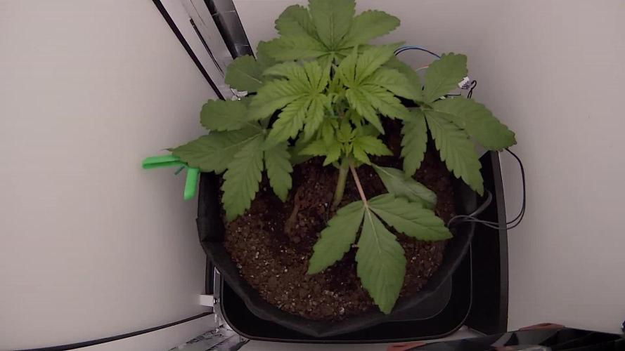 First grow