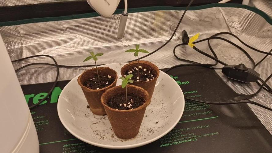 Banana Split Symphony – 2-Plant SCROG in the 120 × 60 Jungle