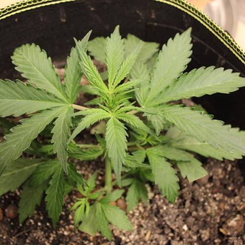 ไทยแลนด์ฟาร์ม. Week 3