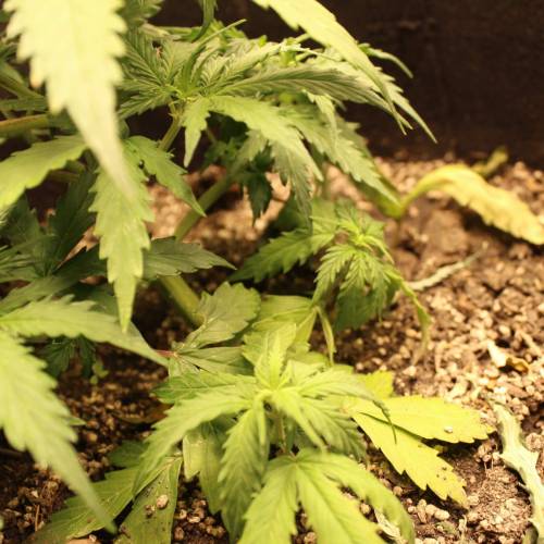 ไทยแลนด์ฟาร์ม. Week 4 - 25d