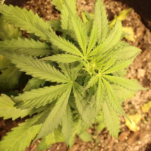 ไทยแลนด์ฟาร์ม. Week 4 - 25d