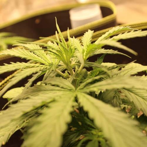 ไทยแลนด์ฟาร์ม. Week 4 - 25d