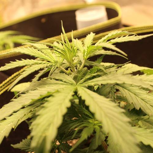 ไทยแลนด์ฟาร์ม. Week 4 - 25d