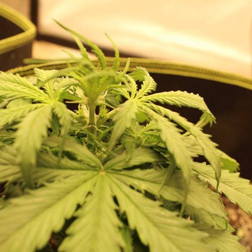 ไทยแลนด์ฟาร์ม. Week 4 - 26d