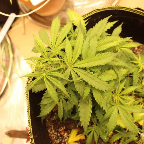 ไทยแลนด์ฟาร์ม. Week 5 - 29d