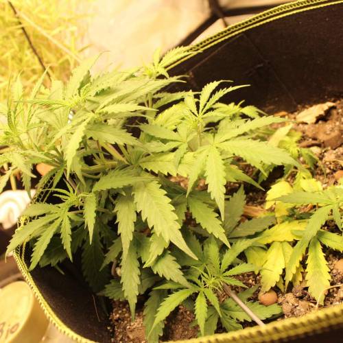 ไทยแลนด์ฟาร์ม. Week 5 - 30d