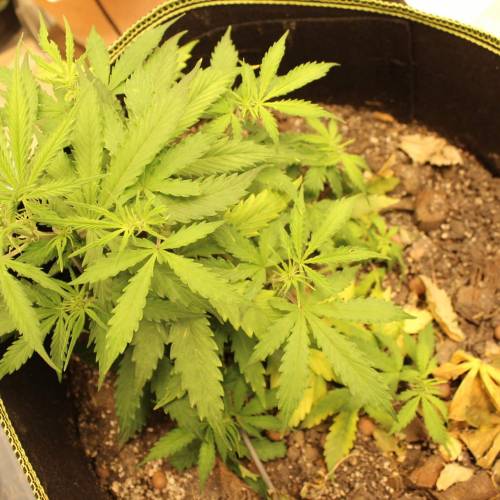 ไทยแลนด์ฟาร์ม. Week 5 - 30d