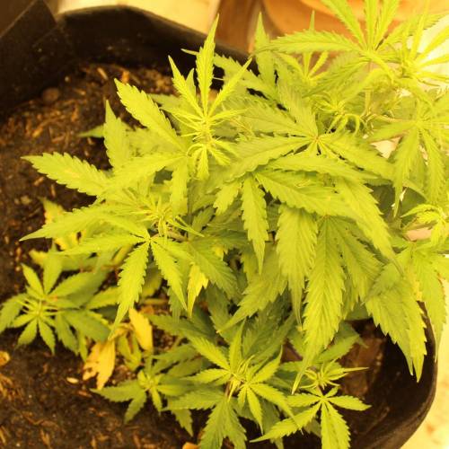 ไทยแลนด์ฟาร์ม. Week 5 - 31d