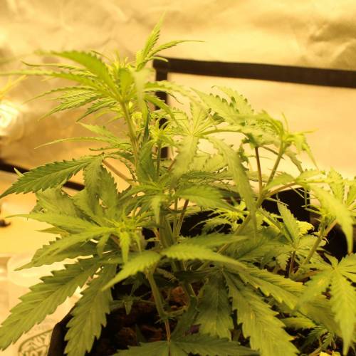 ไทยแลนด์ฟาร์ม. Week 5 - 31d