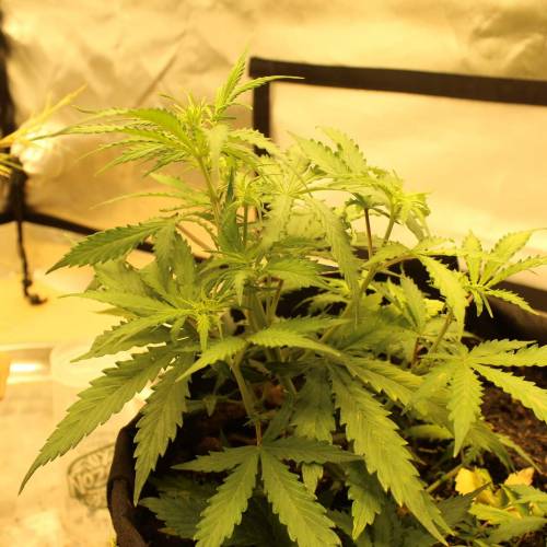 ไทยแลนด์ฟาร์ม. Week 5 - 31d