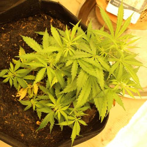 ไทยแลนด์ฟาร์ม. Week 5 - 31d