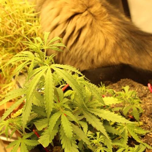 ไทยแลนด์ฟาร์ม. Week 5 - 32d