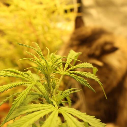 ไทยแลนด์ฟาร์ม. Week 5 - 32d