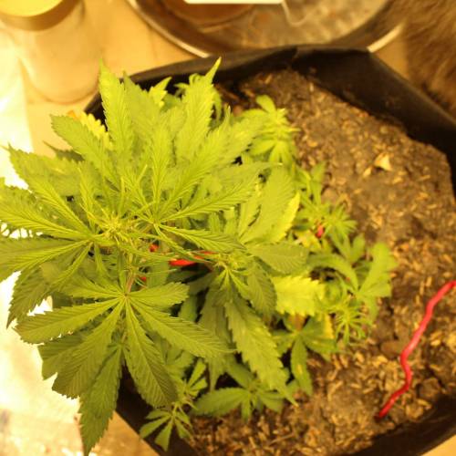 ไทยแลนด์ฟาร์ม. Week 5 - 32d