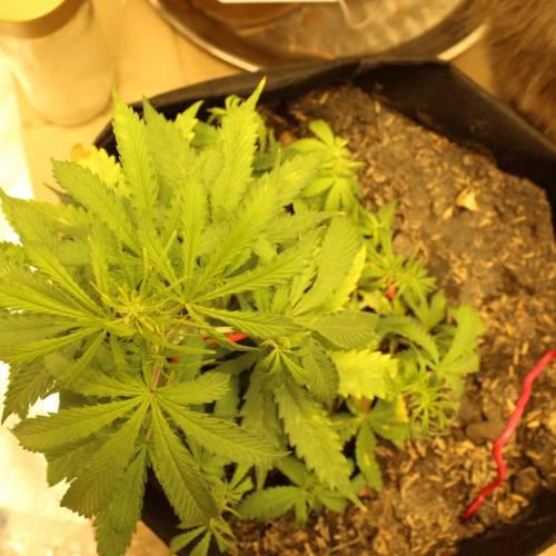 ไทยแลนด์ฟาร์ม. Week 5 - 32d