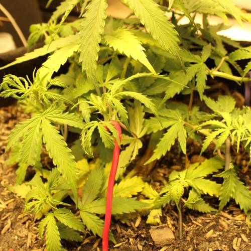 ไทยแลนด์ฟาร์ม. Week 5 - 32d