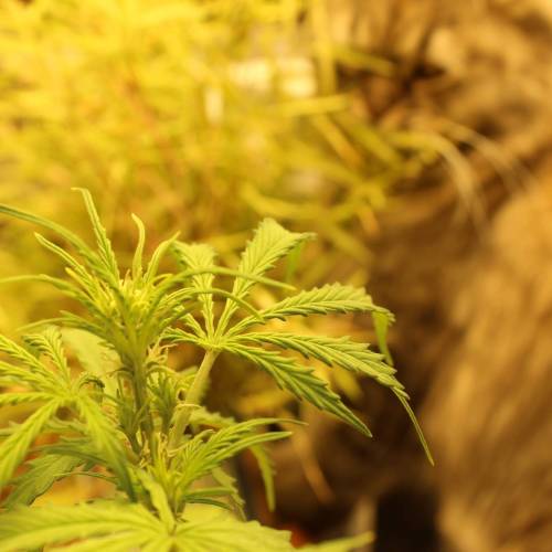 ไทยแลนด์ฟาร์ม. Week 5 - 32d