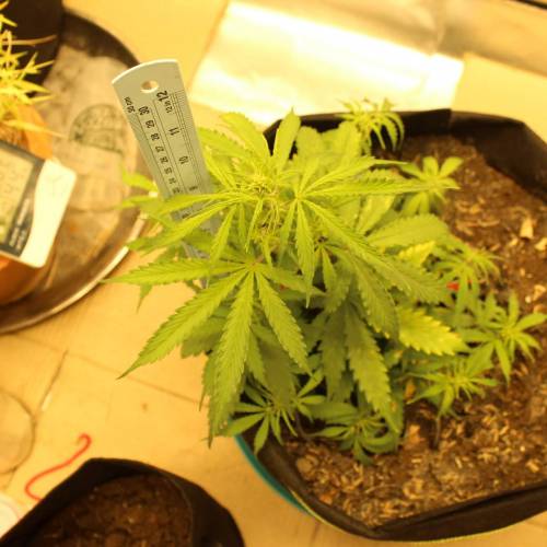 ไทยแลนด์ฟาร์ม. Week 5 - 32d