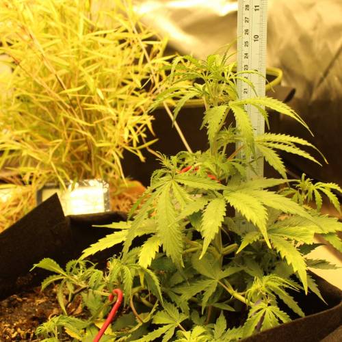 ไทยแลนด์ฟาร์ม. Week 5 - 32d