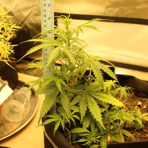 ไทยแลนด์ฟาร์ม. Week 5 - 32d