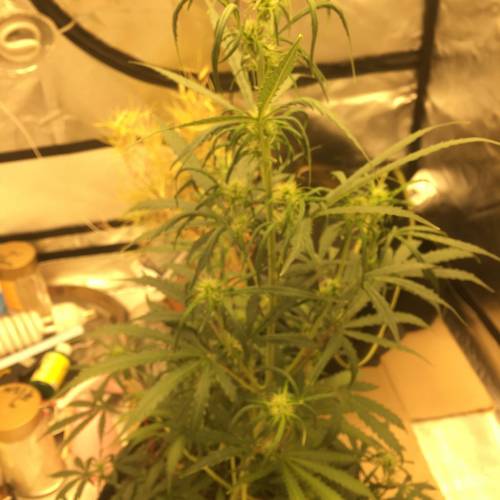 ไทยแลนด์ฟาร์ม. Week 6 - 43