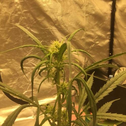 ไทยแลนด์ฟาร์ม. Week 6 - 43