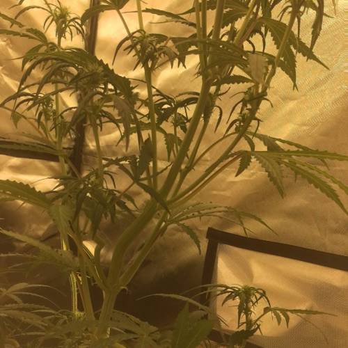 ไทยแลนด์ฟาร์ม. Week 6 - 43