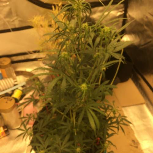 ไทยแลนด์ฟาร์ม. Week 6 - 43