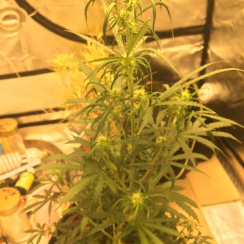 ไทยแลนด์ฟาร์ม. Week 6 - 43