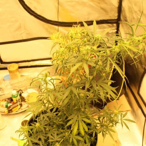 ไทยแลนด์ฟาร์ม. Week 7 - 48d