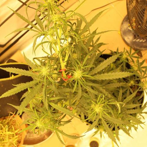 ไทยแลนด์ฟาร์ม. Week 7