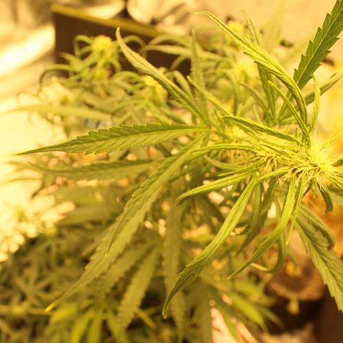 ไทยแลนด์ฟาร์ม. Week 7 - 48