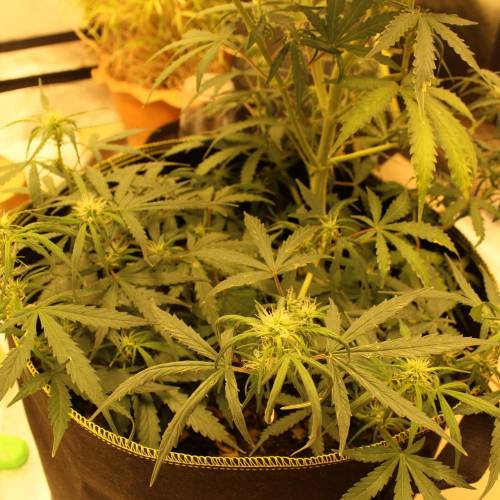 ไทยแลนด์ฟาร์ม. Week 7