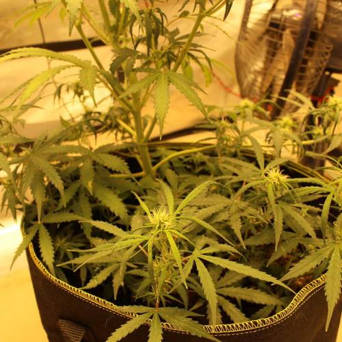 ไทยแลนด์ฟาร์ม. Week 7 - 48d