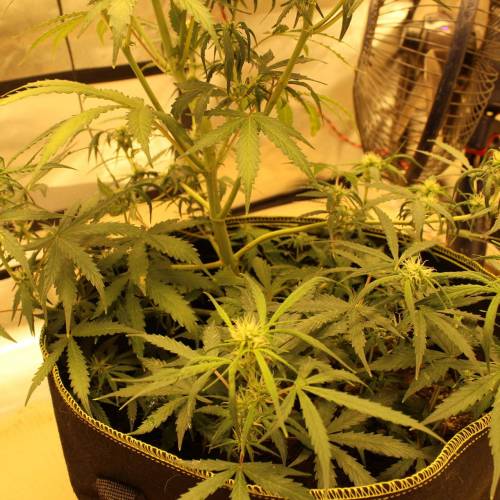 ไทยแลนด์ฟาร์ม. Week 7