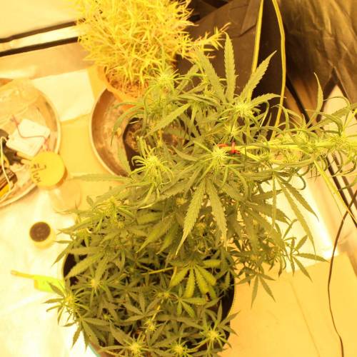 ไทยแลนด์ฟาร์ม. Week 7 - 48d