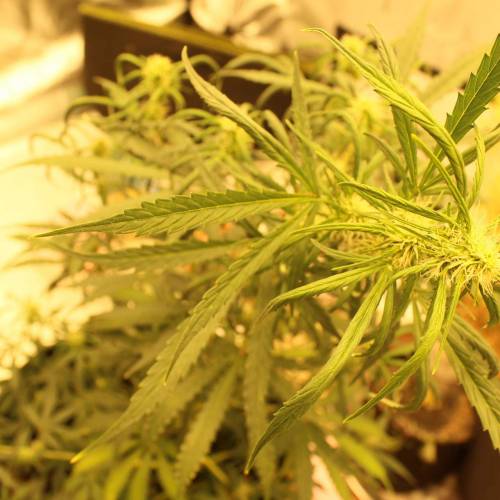 ไทยแลนด์ฟาร์ม. Week 7