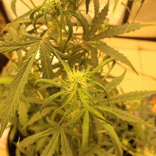 ไทยแลนด์ฟาร์ม. Week 7 - 48d