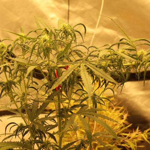 ไทยแลนด์ฟาร์ม. Week 7 - 49d