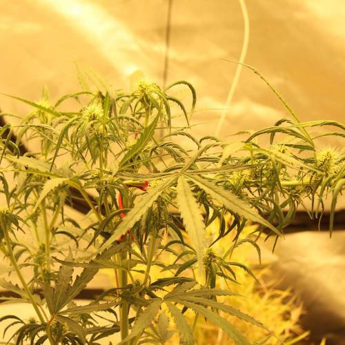 ไทยแลนด์ฟาร์ม. Week 7 - 49