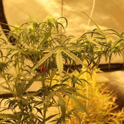 ไทยแลนด์ฟาร์ม. Week 7 - 49d