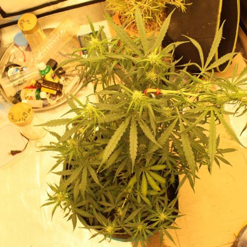 ไทยแลนด์ฟาร์ม. Week 7 - 49d