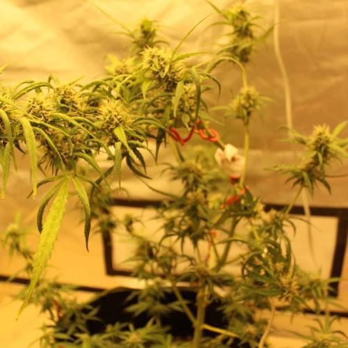 ไทยแลนด์ฟาร์ม. Week 8