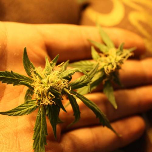 ไทยแลนด์ฟาร์ม. Week 8