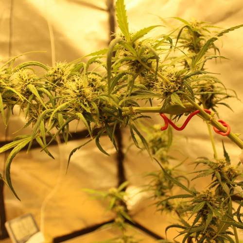 ไทยแลนด์ฟาร์ม. Week 8