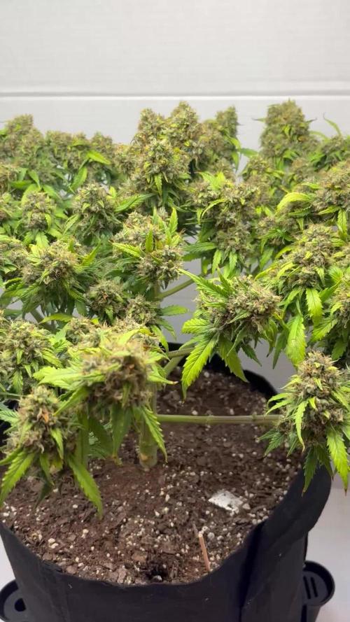 Bruce Banner Auto