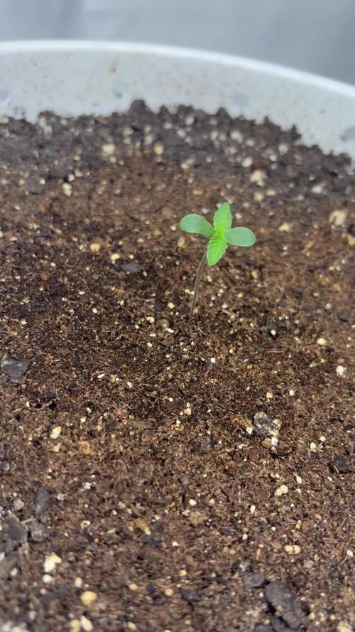 Bruce Banner Auto - Grow #3